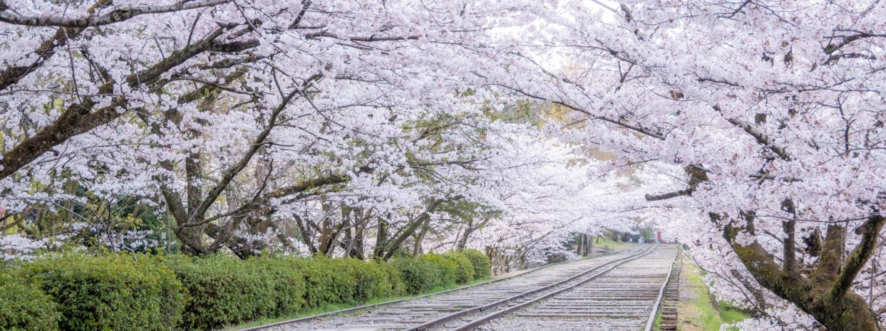 Osaka Sakura Story Five-Day Romantic Trip